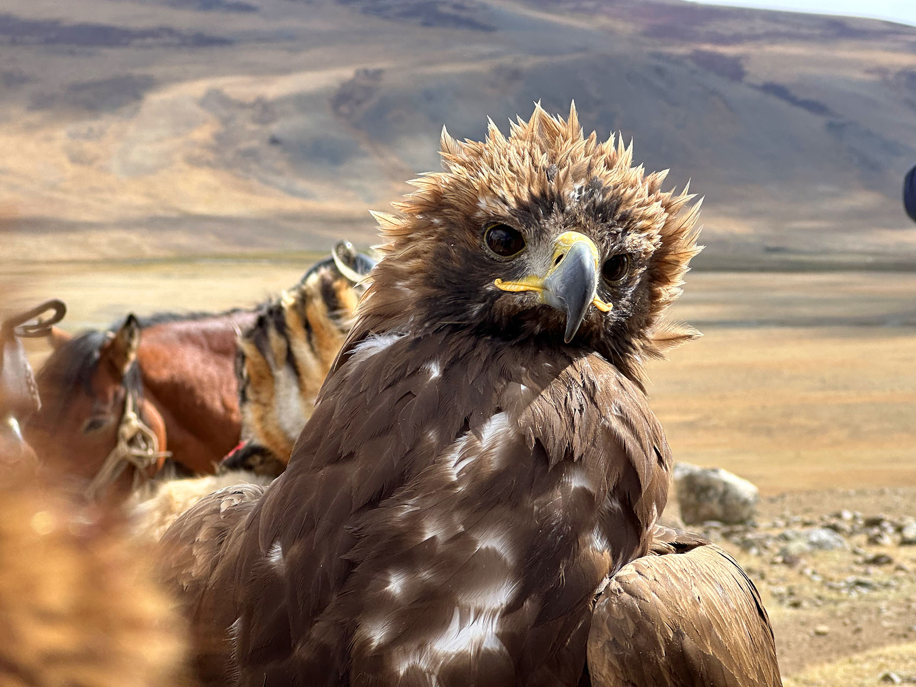 Golden Eagle - just before hunt
