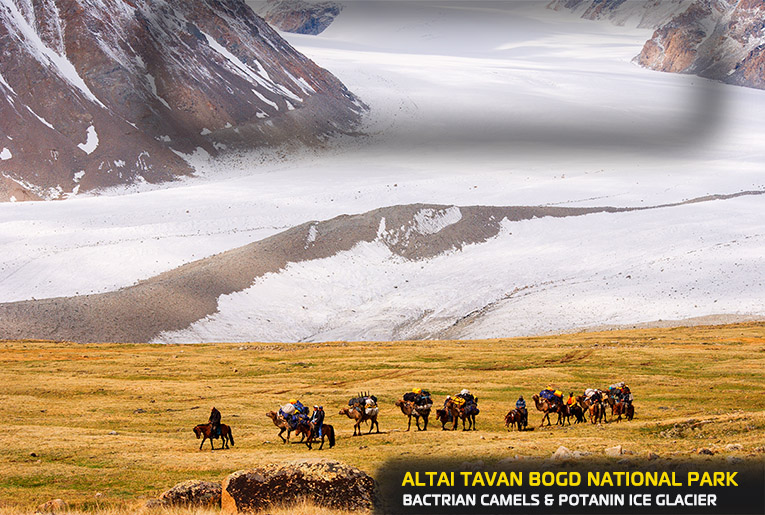 Bactrian camels are used to transport camping gear and food at Altai Tavan Bogd. You can see Potanin ice glacier at the back,