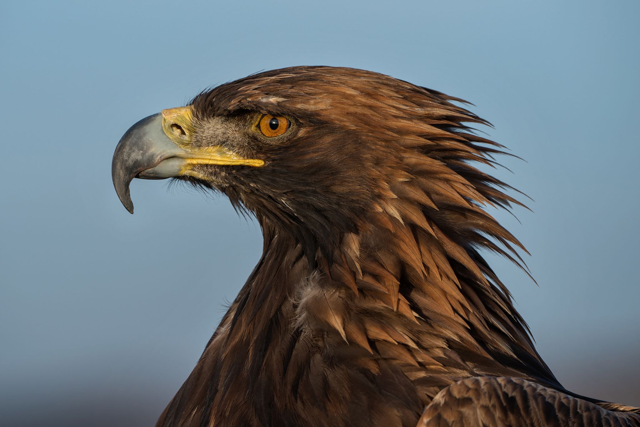 Golden Eagle - photographed before true life eagle hunting.