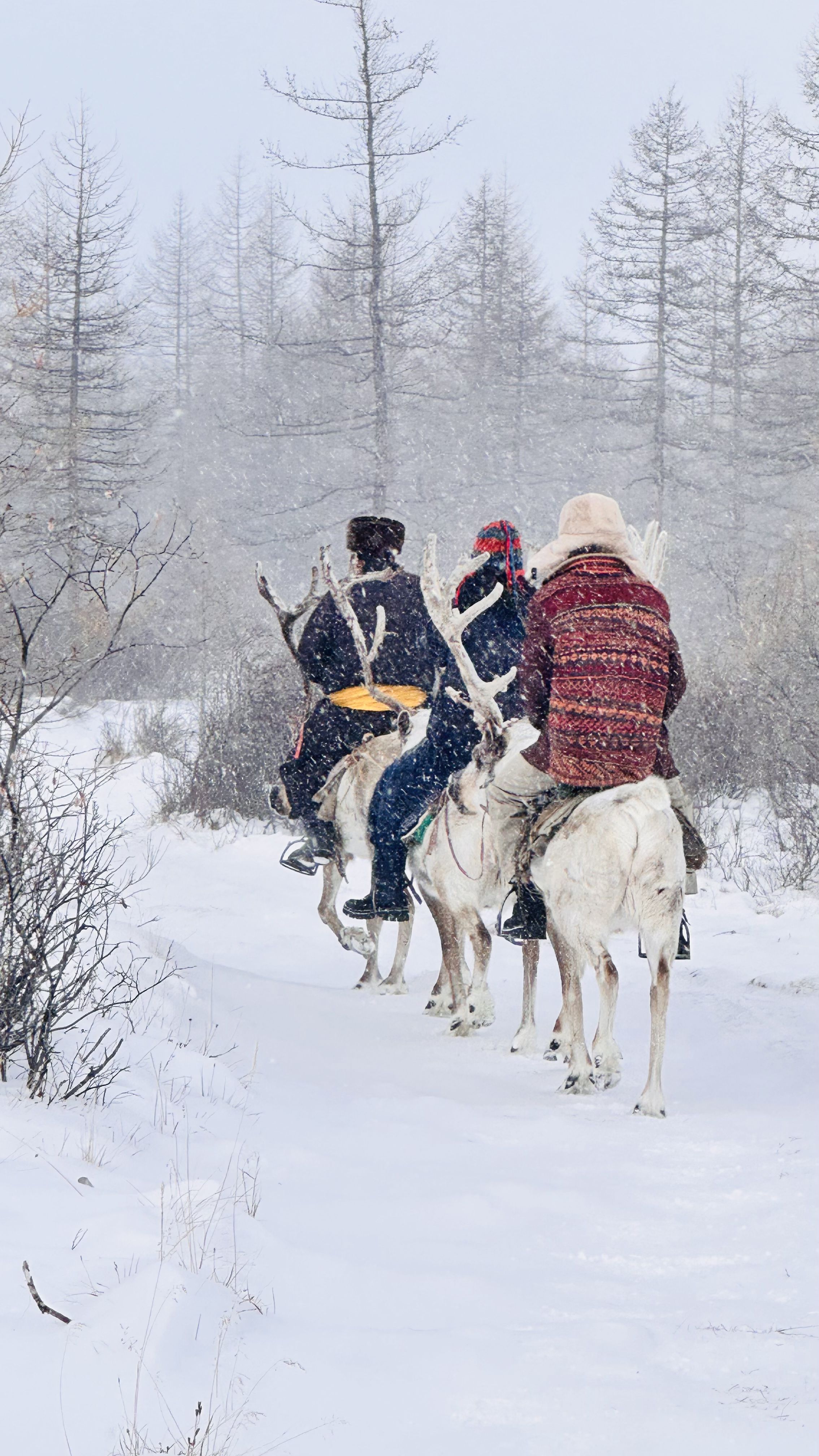 Riding reindeer with tsaatan people