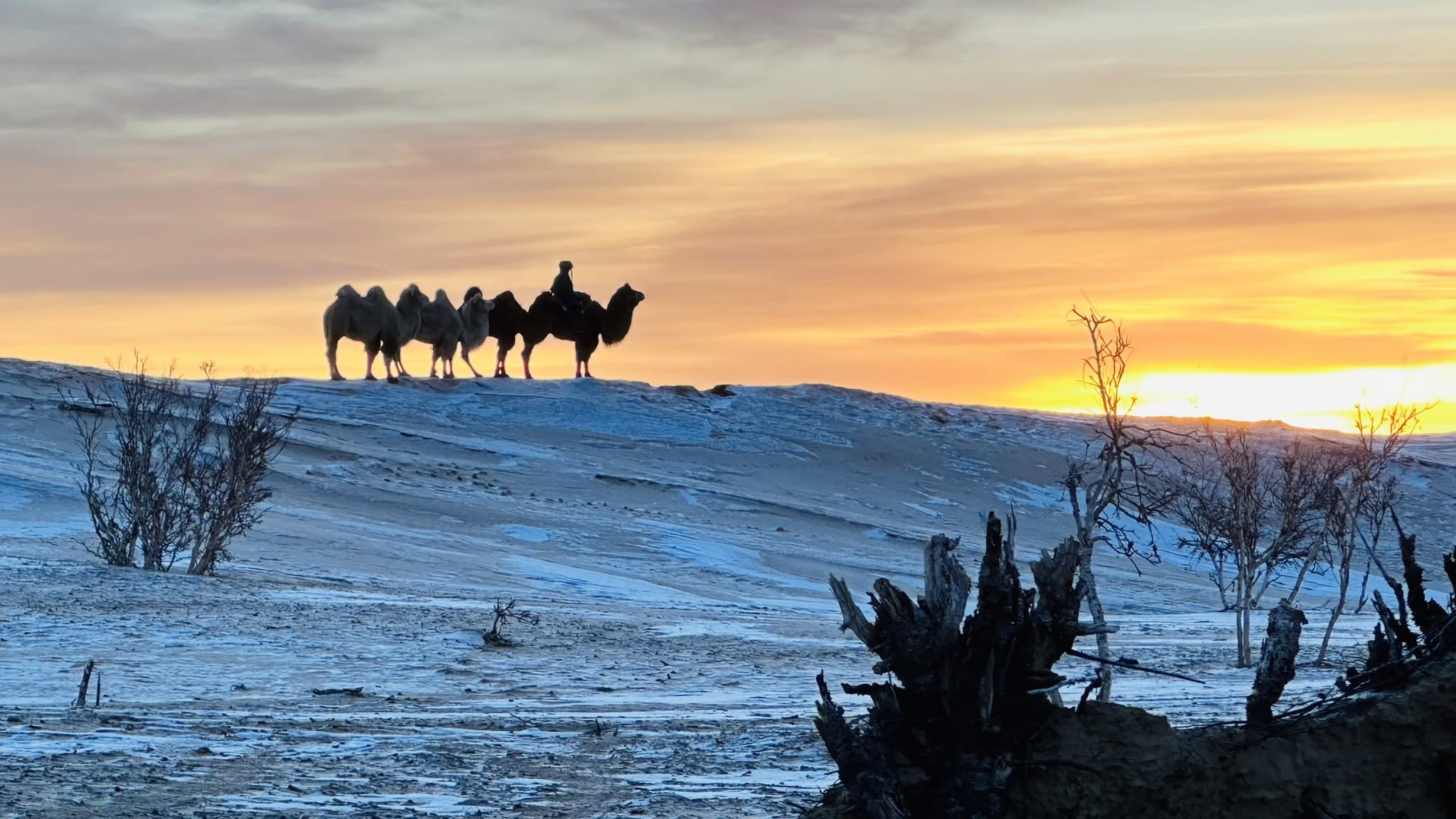 Camels on Elsen Tasarkhai sand dunes near Karkorum
