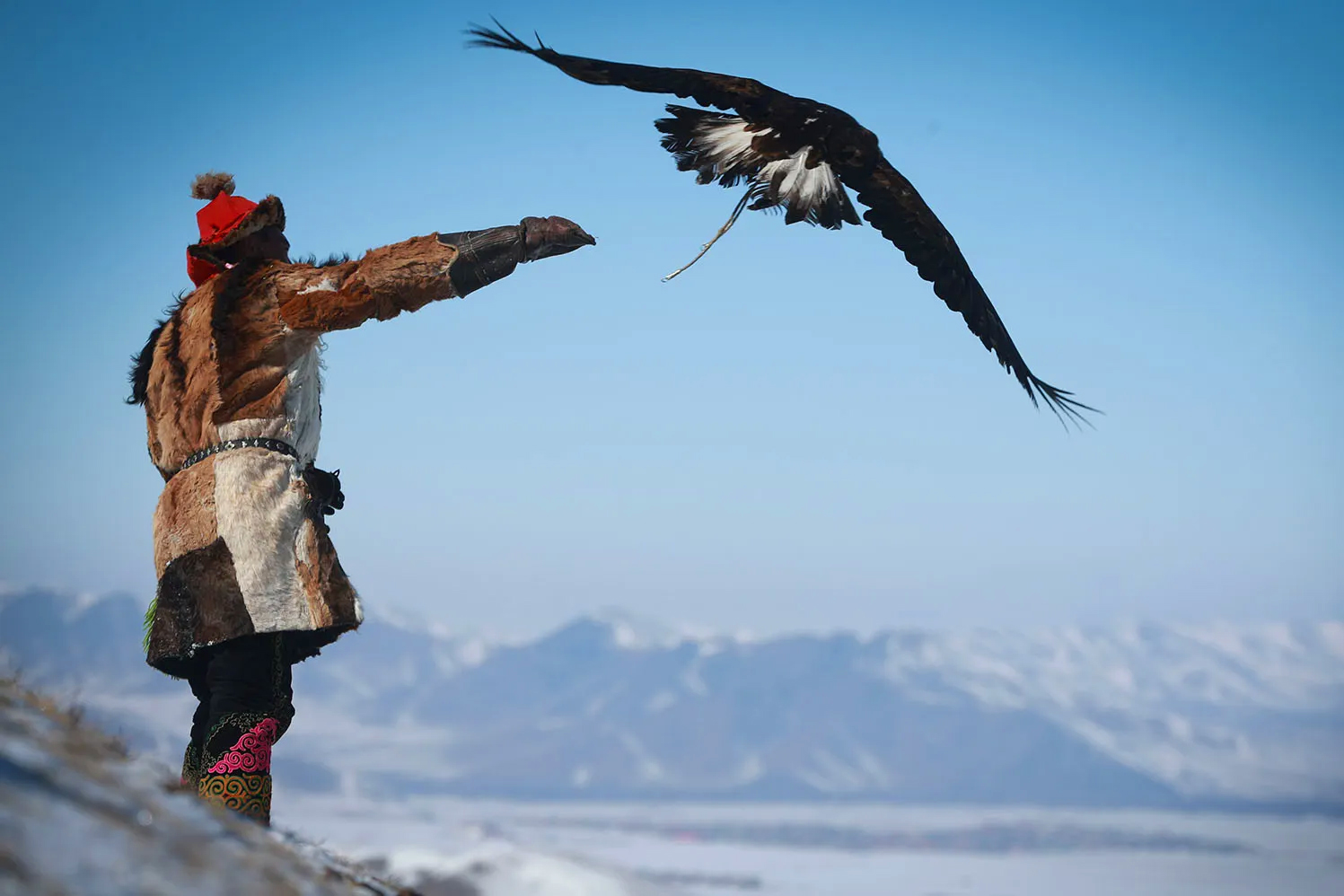 Eagle hunter releasing his eagle at the festival