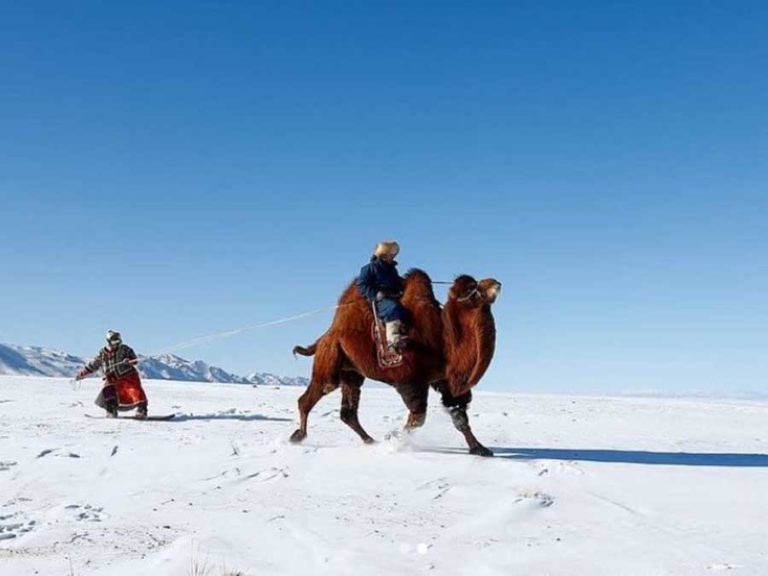 1000 camel festival tour mongolia
