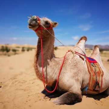 camel ride at Elsen tasarkhai sand dunes