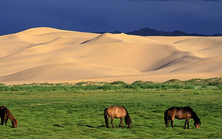 elsen tasarkhai mongolia