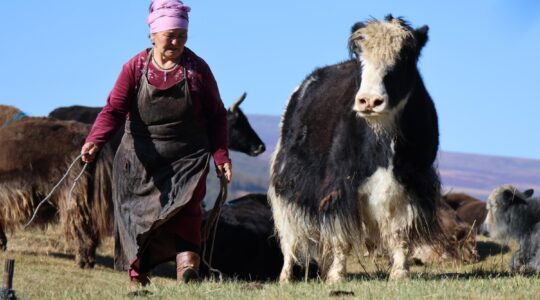 Mongolian nomads