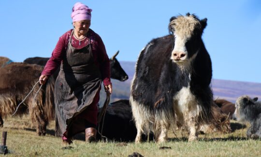 Mongolian nomads
