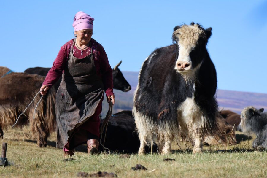 Mongolian nomads