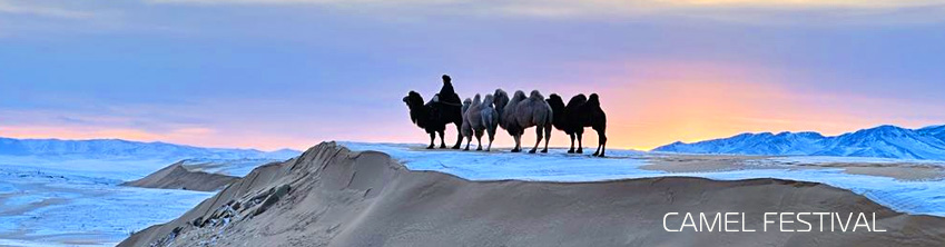 CAMEL FESTIVAL MONGOLIA GOBI