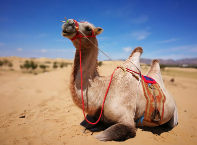 Karakorum and elsen tasarkhai sand dunes tour by kazakhtour