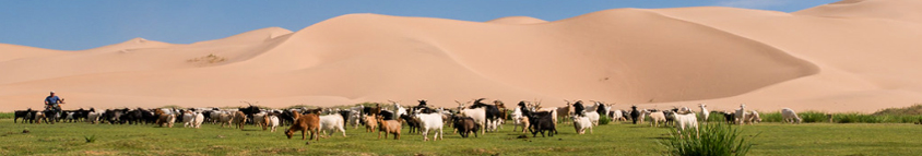 khongor sand dunes mongolian gobi by kazakhtour
