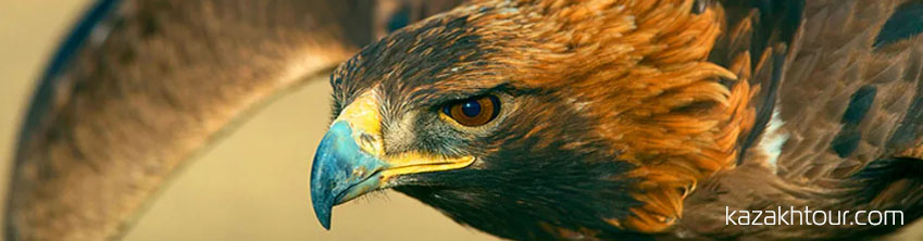 winter eagle festival mongolia