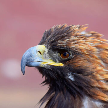 Golden Eagle Mongolia - photo by Kazakh tour