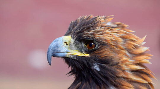 Golden Eagle Mongolia - photo by Kazakh tour