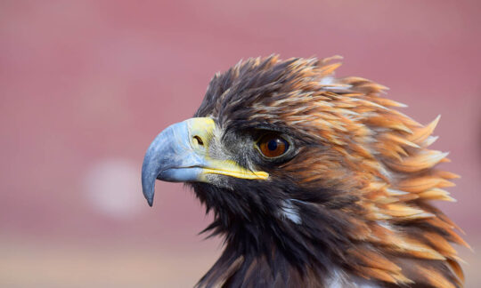 Golden Eagle Mongolia - photo by Kazakh tour