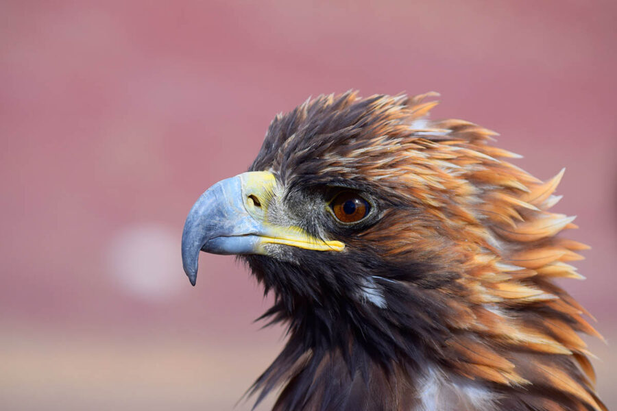 Golden Eagle Mongolia - photo by Kazakh tour