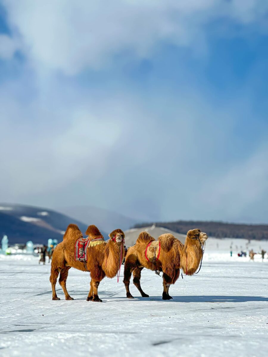 camels at ice festival khusvsgul lake