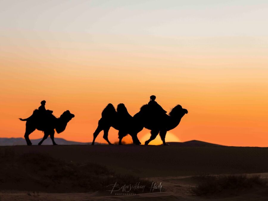 Sunset at Mongolian Gobi desert - Bactrian camels