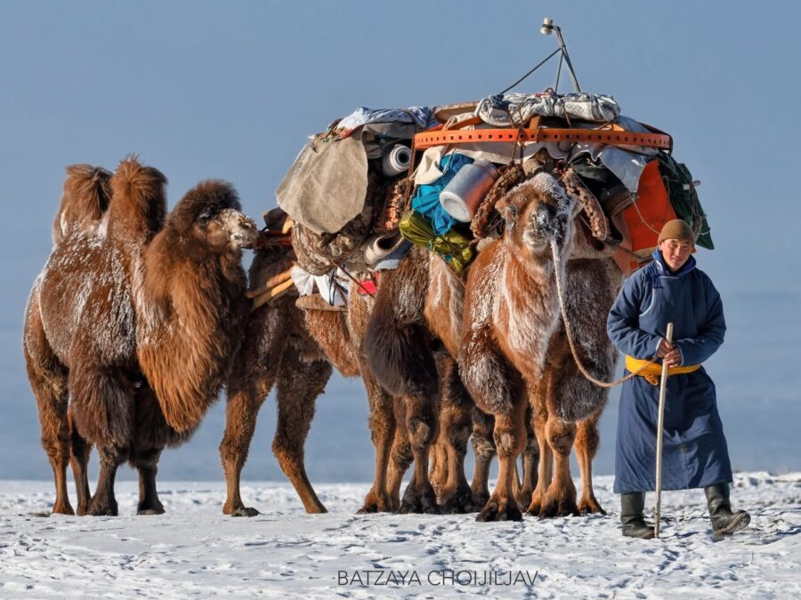 Camels of Mongolia