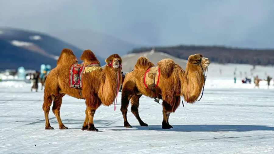 mongolian bactrian camels - kazakhtour.com