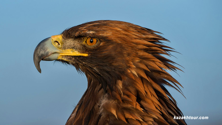 mongolian eagle festivals
