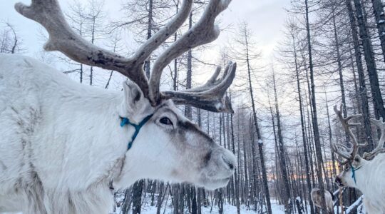 Reindeer people tour mongolia