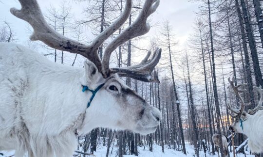 Reindeer people tour mongolia