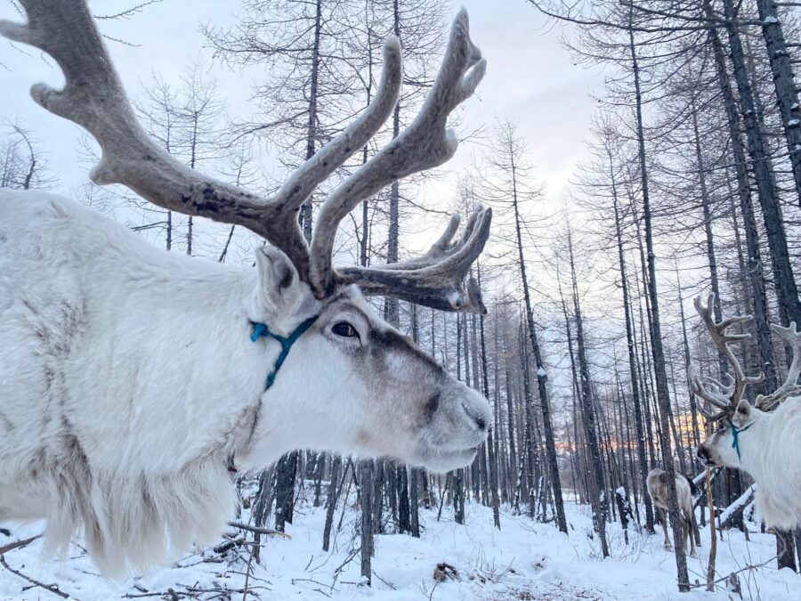 Reindeer people tour mongolia