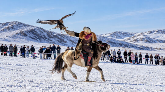 eagle hunter calling his eagle - spring eagle festival