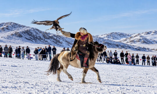 eagle hunter calling his eagle - spring eagle festival